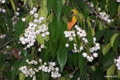 Syzygium zeylanicum